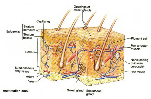 a-cross-section-of-the-skin