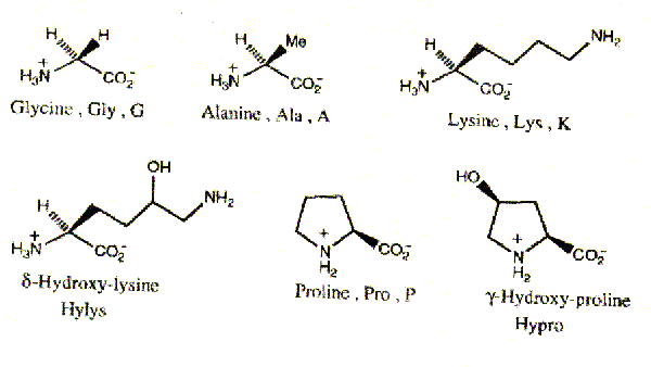 hydroxyproline
